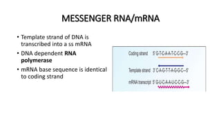 MESSENGER RNA/mRNA
• Template strand of DNA is
transcribed into a ss mRNA
• DNA dependent RNA
polymerase
• mRNA base sequence is identical
to coding strand
 