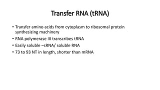 Transfer RNA (tRNA)
• Transfer amino acids from cytoplasm to ribosomal protein
synthesizing machinery
• RNA polymerase III transcribes tRNA
• Easily soluble –sRNA/ soluble RNA
• 73 to 93 NT in length, shorter than mRNA
 