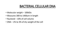 BACTERIAL CELLULAR DNA
• Molecular weight – 106kDa
• Measures 300 to 1400um in length
• Nucleoid – 10% of cell volume
• DNA – 2% to 3% of dry weight of the cell
 