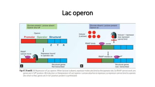 Lac operon
 