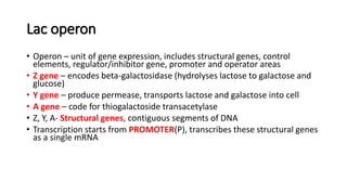 Lac operon
• Operon – unit of gene expression, includes structural genes, control
elements, regulator/inhibitor gene, promoter and operator areas
• Z gene – encodes beta-galactosidase (hydrolyses lactose to galactose and
glucose)
• Y gene – produce permease, transports lactose and galactose into cell
• A gene – code for thiogalactoside transacetylase
• Z, Y, A- Structural genes, contiguous segments of DNA
• Transcription starts from PROMOTER(P), transcribes these structural genes
as a single mRNA
 