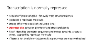 Transcription is normally repressed
• Regulator/ inhibitor gene –far away from structural genes
• Produces a repressor molecule
• Strong affinity to operator site(27bp long)
• Operator site between promoter and structural genes
• RNAP identifies promoter sequence and moves towards structural
genes, stopped by repressor molecule
• If lactose not available –lactose utilizing enzymes are not synthesized
 