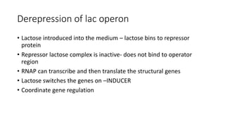 Derepression of lac operon
• Lactose introduced into the medium – lactose bins to repressor
protein
• Repressor lactose complex is inactive- does not bind to operator
region
• RNAP can transcribe and then translate the structural genes
• Lactose switches the genes on –INDUCER
• Coordinate gene regulation
 