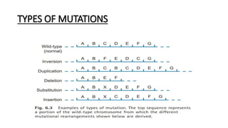 TYPES OF MUTATIONS
 
