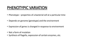 PHENOTYPIC VARIATION
• Phenotype – properties of a bacterial cell at a particular time
• Depends on genome (genotype) and the environment
• Expression of genes is changed in response to environment
• Not a form of mutation
• Synthesis of flagella, expression of certain enzymes, etc.
 