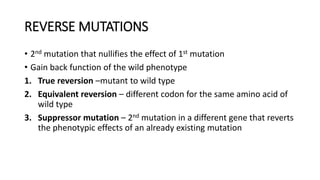 REVERSE MUTATIONS
• 2nd mutation that nullifies the effect of 1st mutation
• Gain back function of the wild phenotype
1. True reversion –mutant to wild type
2. Equivalent reversion – different codon for the same amino acid of
wild type
3. Suppressor mutation – 2nd mutation in a different gene that reverts
the phenotypic effects of an already existing mutation
 