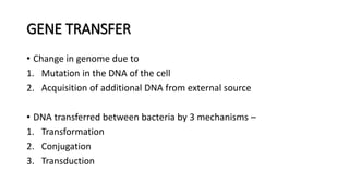 GENE TRANSFER
• Change in genome due to
1. Mutation in the DNA of the cell
2. Acquisition of additional DNA from external source
• DNA transferred between bacteria by 3 mechanisms –
1. Transformation
2. Conjugation
3. Transduction
 