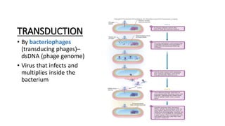TRANSDUCTION
• By bacteriophages
(transducing phages)–
dsDNA (phage genome)
• Virus that infects and
multiplies inside the
bacterium
 