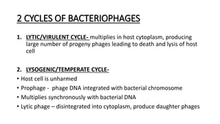2 CYCLES OF BACTERIOPHAGES
1. LYTIC/VIRULENT CYCLE- multiplies in host cytoplasm, producing
large number of progeny phages leading to death and lysis of host
cell
2. LYSOGENIC/TEMPERATE CYCLE-
• Host cell is unharmed
• Prophage - phage DNA integrated with bacterial chromosome
• Multiplies synchronously with bacterial DNA
• Lytic phage – disintegrated into cytoplasm, produce daughter phages
 