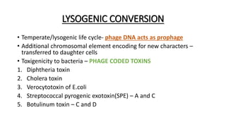LYSOGENIC CONVERSION
• Temperate/lysogenic life cycle- phage DNA acts as prophage
• Additional chromosomal element encoding for new characters –
transferred to daughter cells
• Toxigenicity to bacteria – PHAGE CODED TOXINS
1. Diphtheria toxin
2. Cholera toxin
3. Verocytotoxin of E.coli
4. Streptococcal pyrogenic exotoxin(SPE) – A and C
5. Botulinum toxin – C and D
 