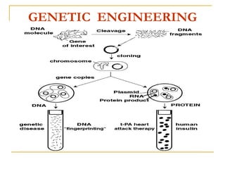 GENETIC ENGINEERING