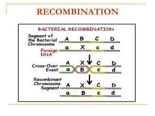 RECOMBINATION