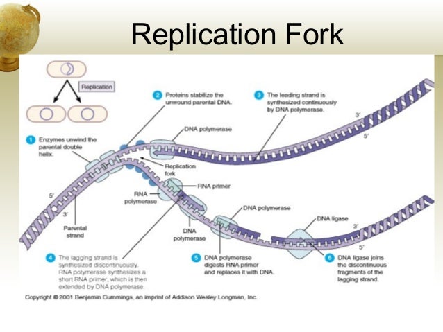 an overview of the process of dna transcription and dna replication Dna & protein synthesis worksheet name_____ section a: dna what is the first step in the replication process dna both rna section h: transcription. an overview of the process of dna transcription and dna replication Dna & protein synthesis worksheet name_____ section a: dna what is the first step in the replication process dna both rna section h: transcription.