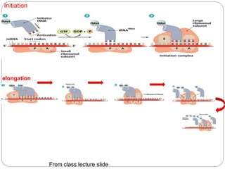 Initiation
elongation
From class lecture slide
 