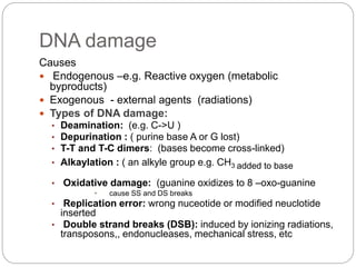 DNA damage
Causes
 Endogenous –e.g. Reactive oxygen (metabolic
byproducts)
 Exogenous - external agents (radiations)
 Types of DNA damage:
• Deamination: (e.g. C->U )
• Depurination : ( purine base A or G lost)
• T-T and T-C dimers: (bases become cross-linked)
• Alkaylation : ( an alkyle group e.g. CH3 added to base
• Oxidative damage: (guanine oxidizes to 8 –oxo-guanine
• cause SS and DS breaks
• Replication error: wrong nuceotide or modified neuclotide
inserted
• Double strand breaks (DSB): induced by ionizing radiations,
transposons,, endonucleases, mechanical stress, etc
 