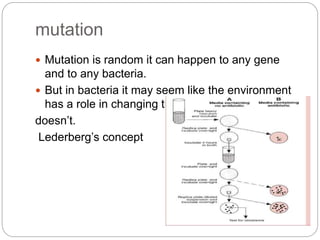 mutation
 Mutation is random it can happen to any gene
and to any bacteria.
 But in bacteria it may seem like the environment
has a role in changing the genotype but it
doesn’t.
Lederberg’s concept
 