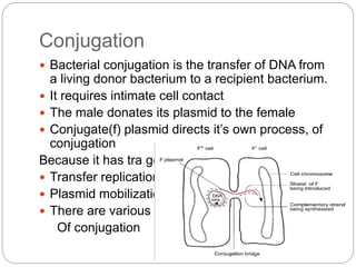 Conjugation
 Bacterial conjugation is the transfer of DNA from
a living donor bacterium to a recipient bacterium.
 It requires intimate cell contact
 The male donates its plasmid to the female
 Conjugate(f) plasmid directs it’s own process, of
conjugation
Because it has tra genes.
 Transfer replication
 Plasmid mobilization
 There are various types
Of conjugation
 