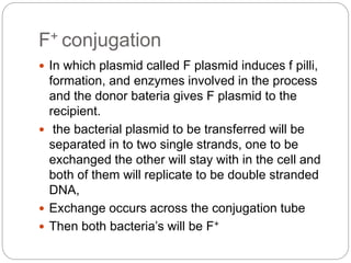 F+ conjugation
 In which plasmid called F plasmid induces f pilli,
formation, and enzymes involved in the process
and the donor bateria gives F plasmid to the
recipient.
 the bacterial plasmid to be transferred will be
separated in to two single strands, one to be
exchanged the other will stay with in the cell and
both of them will replicate to be double stranded
DNA,
 Exchange occurs across the conjugation tube
 Then both bacteria’s will be F+
 