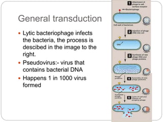 General transduction
 Lytic bacteriophage infects
the bacteria, the process is
descibed in the image to the
right.
 Pseudovirus:- virus that
contains bacterial DNA
 Happens 1 in 1000 virus
formed
 