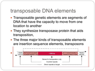 transposable DNA elements
 Transposable genetic elements are segments of
DNA that have the capacity to move from one
location to another
 They synthesize transposase protein that aids
transposition,
 The three major kinds of transposable elements
are insertion sequence elements, transposons
and transposable bacteriophage;
 Insertion sequences
 
