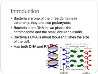 Introduction
 Bacteria are one of the three domains in
taxonomy, they are also prokaryotes;
 Bacteria store DNA in two places the
chromosome and the small circular plasmid.
 Bacteria’s DNA is about thousand times the size
of the cell.
 Has both DNA and RNA
 