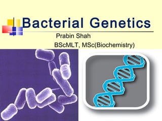 Bacterial Genetics
Prabin Shah
BScMLT, MSc(Biochemistry)
 