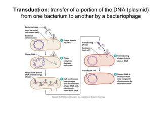 Transduction Explained Bacterial genetics | PPTX