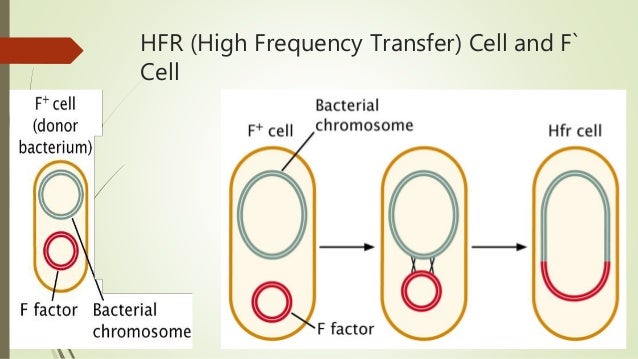 Bacterial genetics