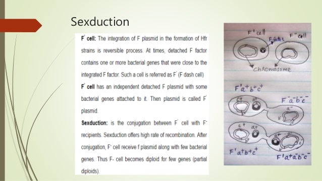 Bacterial genetics