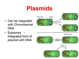 Plasmids
• Can be integrated
with Chromosomal
DNA
• Episomes -
Integrated form of
plasmid with DNA
16
 