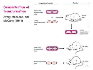 Demonstration of
transformation
Avery, MacLeod, and
McCarty (1944)
23
 