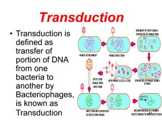 Transduction
• Transduction is
defined as
transfer of
portion of DNA
from one
bacteria to
another by
Bacteriophages,
is kn...