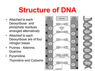Structure of DNA
• Attached to each
Deoxyribose and
phosphate residues
arranged alternatively
• Attached to each
Deoxyribo...