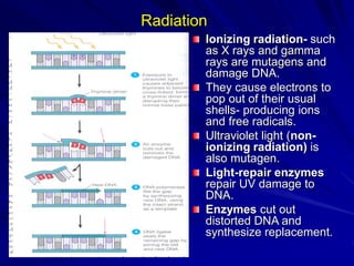BACTERIAL GENETICS.ppt
