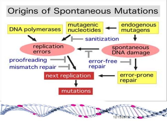Bacterial genetics 2015 December Second MBBS students Microbiology