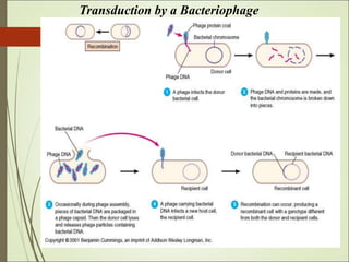 Brief Introduction to Bacterial genetics.ppt