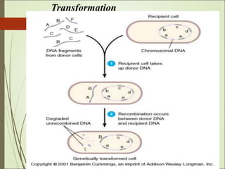 Brief Introduction to Bacterial genetics.ppt