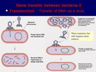 Bacterial genetics | PPT