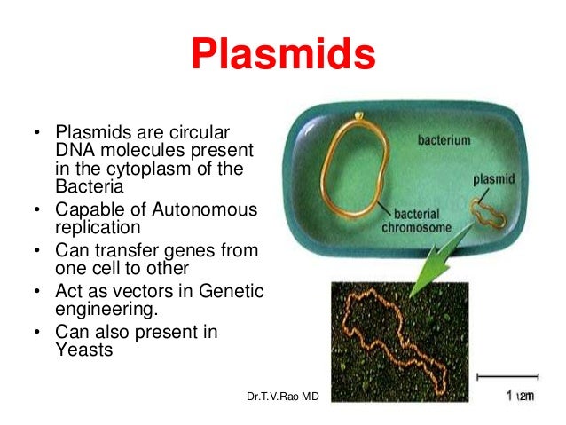 Bacterial genetics. Basics