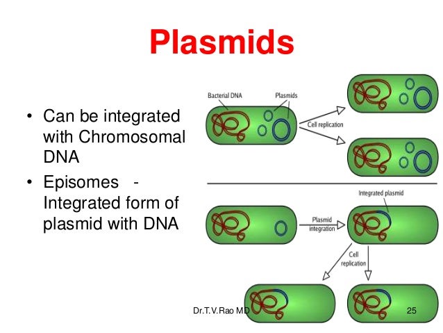 Bacterial genetics. Basics