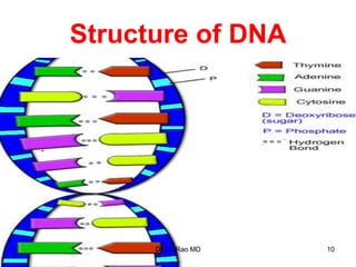 Structure of DNA
10
Dr.T.V.Rao MD
 