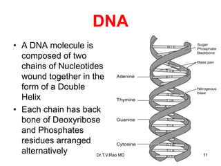 DNA
• A DNA molecule is
composed of two
chains of Nucleotides
wound together in the
form of a Double
Helix
• Each chain has back
bone of Deoxyribose
and Phosphates
residues arranged
alternatively 11
Dr.T.V.Rao MD
 