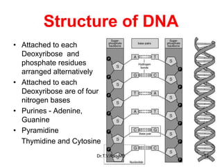 Structure of DNA
• Attached to each
Deoxyribose and
phosphate residues
arranged alternatively
• Attached to each
Deoxyribose are of four
nitrogen bases
• Purines - Adenine,
Guanine
• Pyramidine
Thymidine and Cytosine
12
Dr.T.V.Rao MD
 