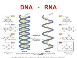 DNA - RNA
14
Dr.T.V.Rao MD
 