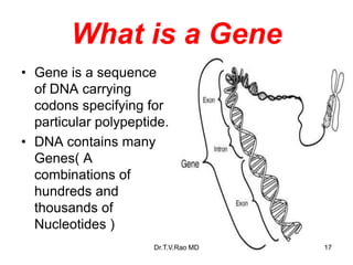 What is a Gene
• Gene is a sequence
of DNA carrying
codons specifying for
particular polypeptide.
• DNA contains many
Genes( A
combinations of
hundreds and
thousands of
Nucleotides )
17
Dr.T.V.Rao MD
 