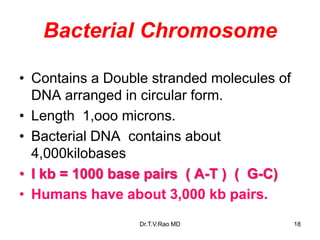 Bacterial Chromosome
• Contains a Double stranded molecules of
DNA arranged in circular form.
• Length 1,ooo microns.
• Bacterial DNA contains about
4,000kilobases
• I kb = 1000 base pairs ( A-T ) ( G-C)
• Humans have about 3,000 kb pairs.
18
Dr.T.V.Rao MD
 