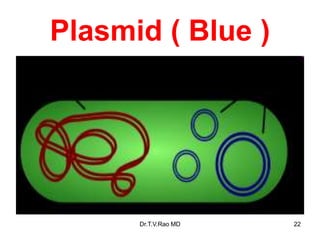 Plasmid ( Blue )
22
Dr.T.V.Rao MD
 