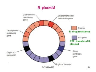 R plasmid
R: drug resistance
RTF: transfer of R
plasmid
24
Dr.T.V.Rao MD
 