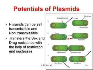 Potentials of Plasmids
• Plasmids can be self
transmissible and
Non transmissible
• Transfers the Sex and
Drug resistance with
the help of restriction
end nucleases
26
Dr.T.V.Rao MD
 