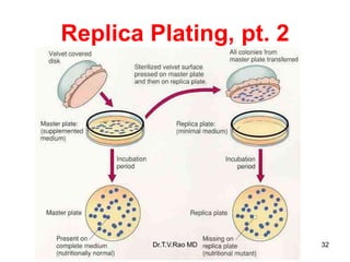 Replica Plating, pt. 2
32
Dr.T.V.Rao MD
 